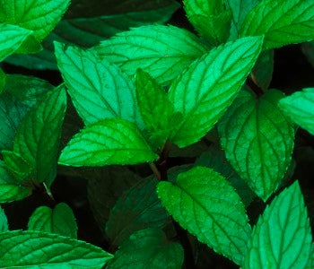 Peppermint essiential oils are used in Aromatherapy services